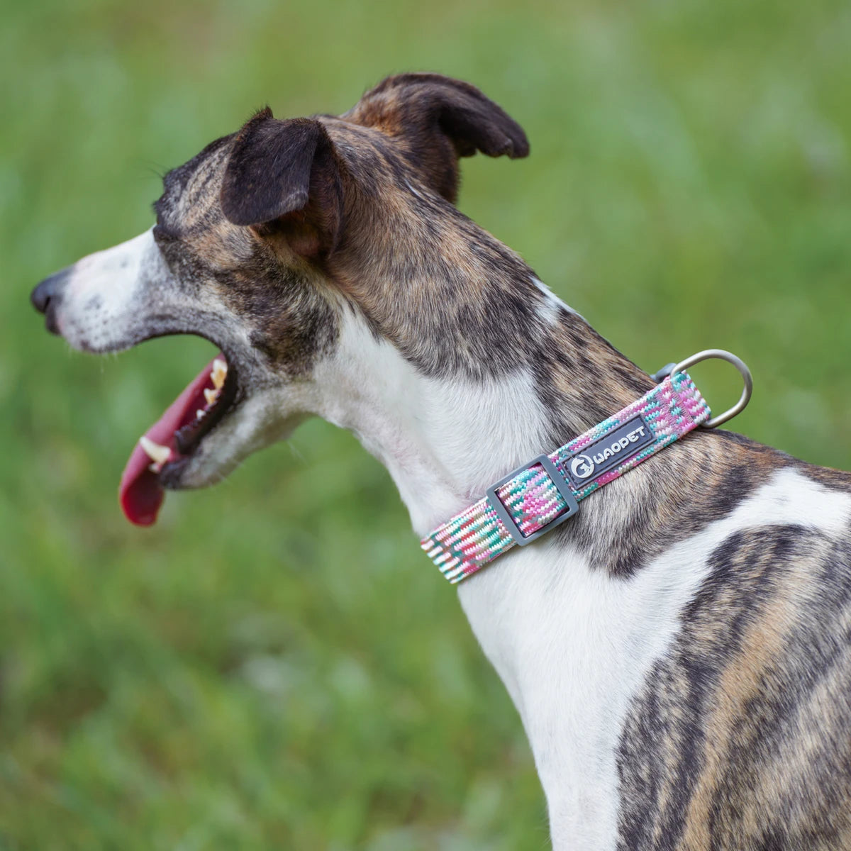 Leashes And Collar Set For Small Medium Large Dogs Pet French Bulldog Chihuahua Pug Outdoor Walking Lead Collar Leash Supplies